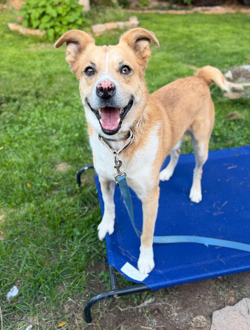 Enlarge Tristan, a Adoptable mixed breed in Windsor, CO image 2/6