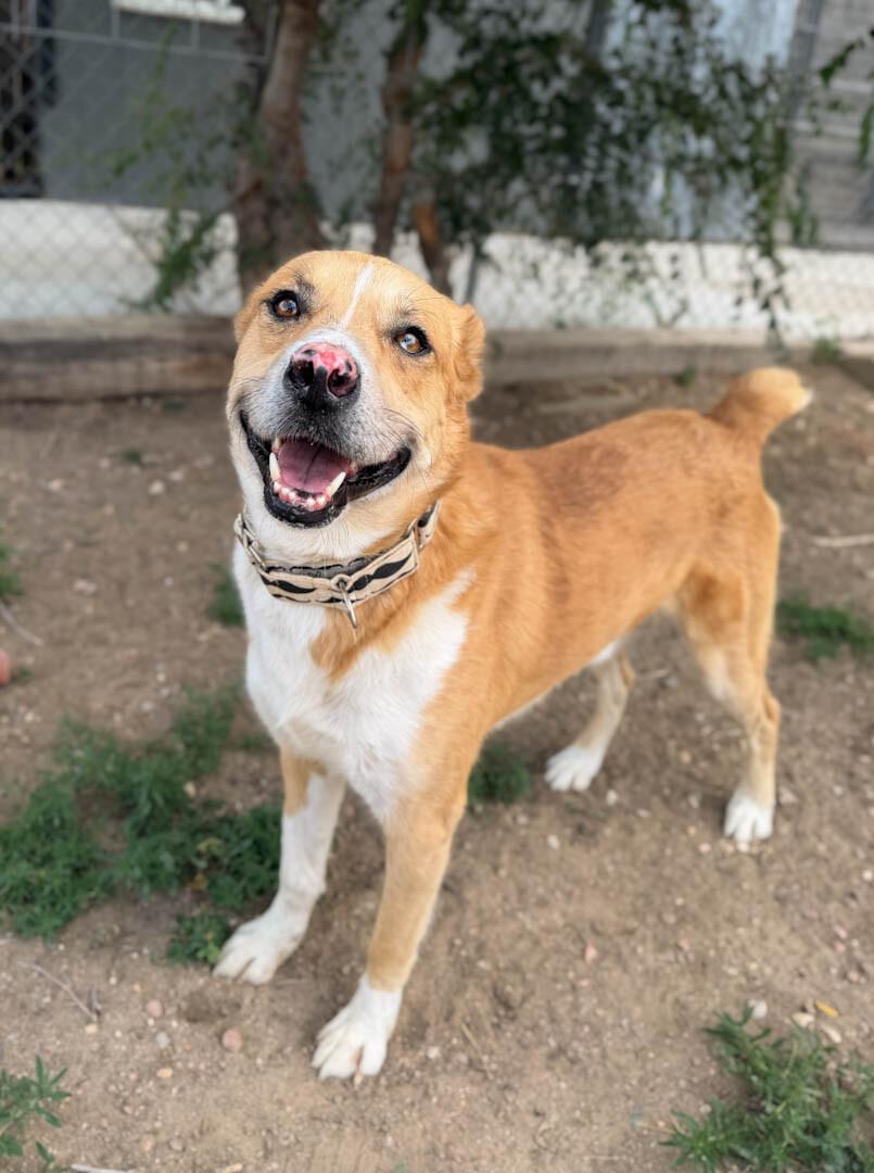 Enlarge Tristan, a Adoptable mixed breed in Windsor, CO image 4/6