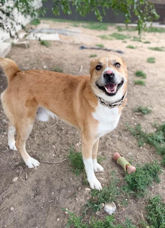 Enlarge Tristan, a Adoptable mixed breed in Windsor, CO image 5/6