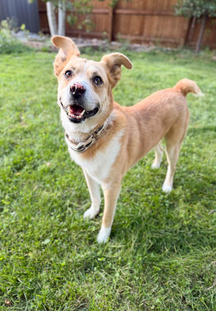 Enlarge Tristan, a Adoptable mixed breed in Windsor, CO image 3/6