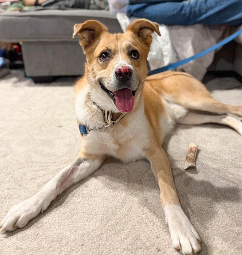 Enlarge Tristan, a Adoptable mixed breed in Windsor, CO image 4/6