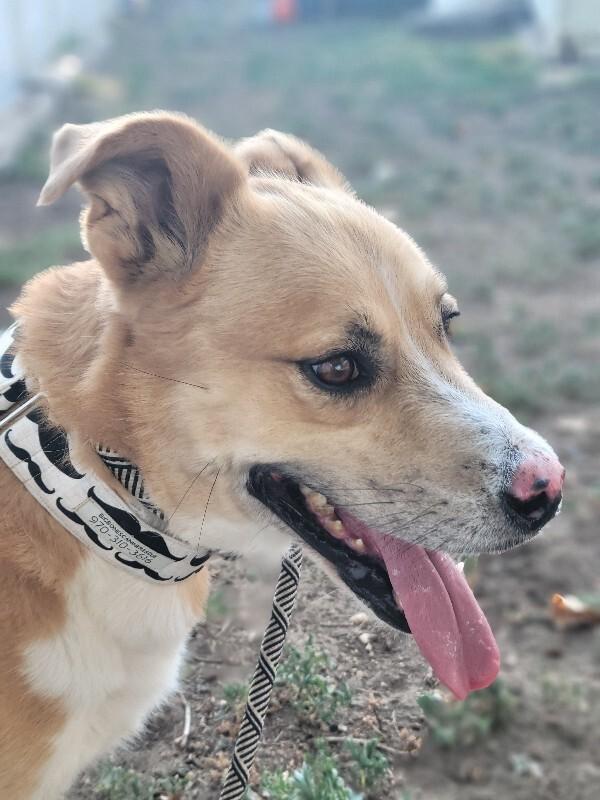 Enlarge Tristan, a Adoptable mixed breed in Windsor, CO image 6/6
