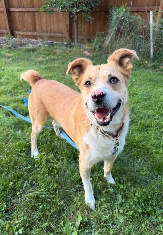 Enlarge Tristan, a Adoptable mixed breed in Windsor, CO image 5/6