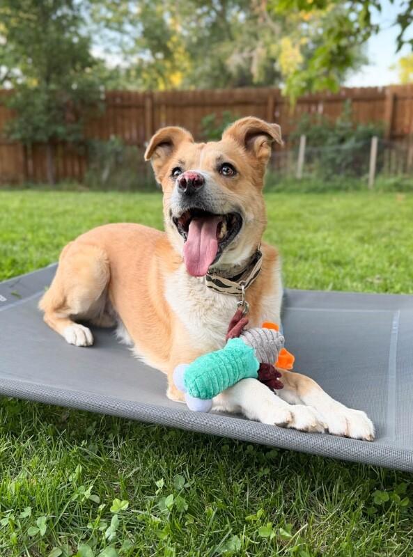 Enlarge Tristan, a Adoptable mixed breed in Windsor, CO image 6/6