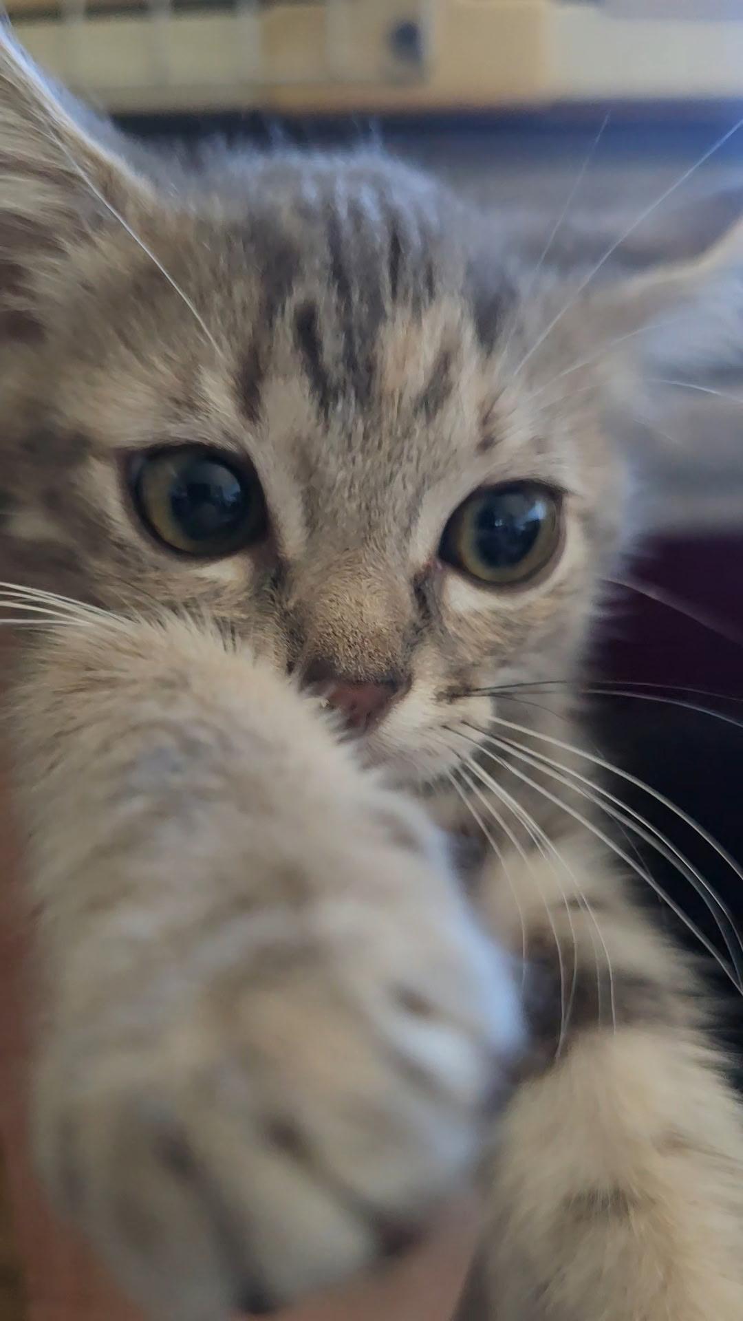 Enlarge Apple, a Adoptable Domestic Short Hair in Gardnerville, NV image 2/3