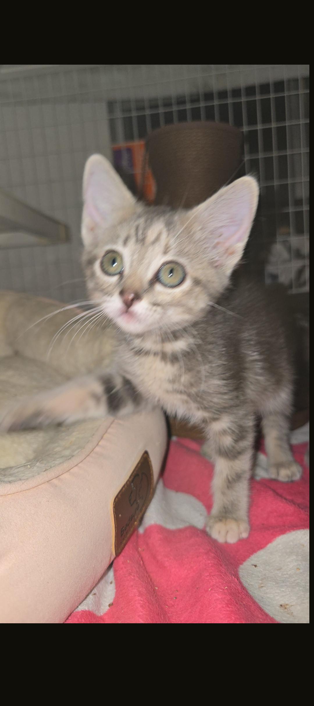 Enlarge Apple, a Adoptable Domestic Short Hair in Gardnerville, NV image 3/3