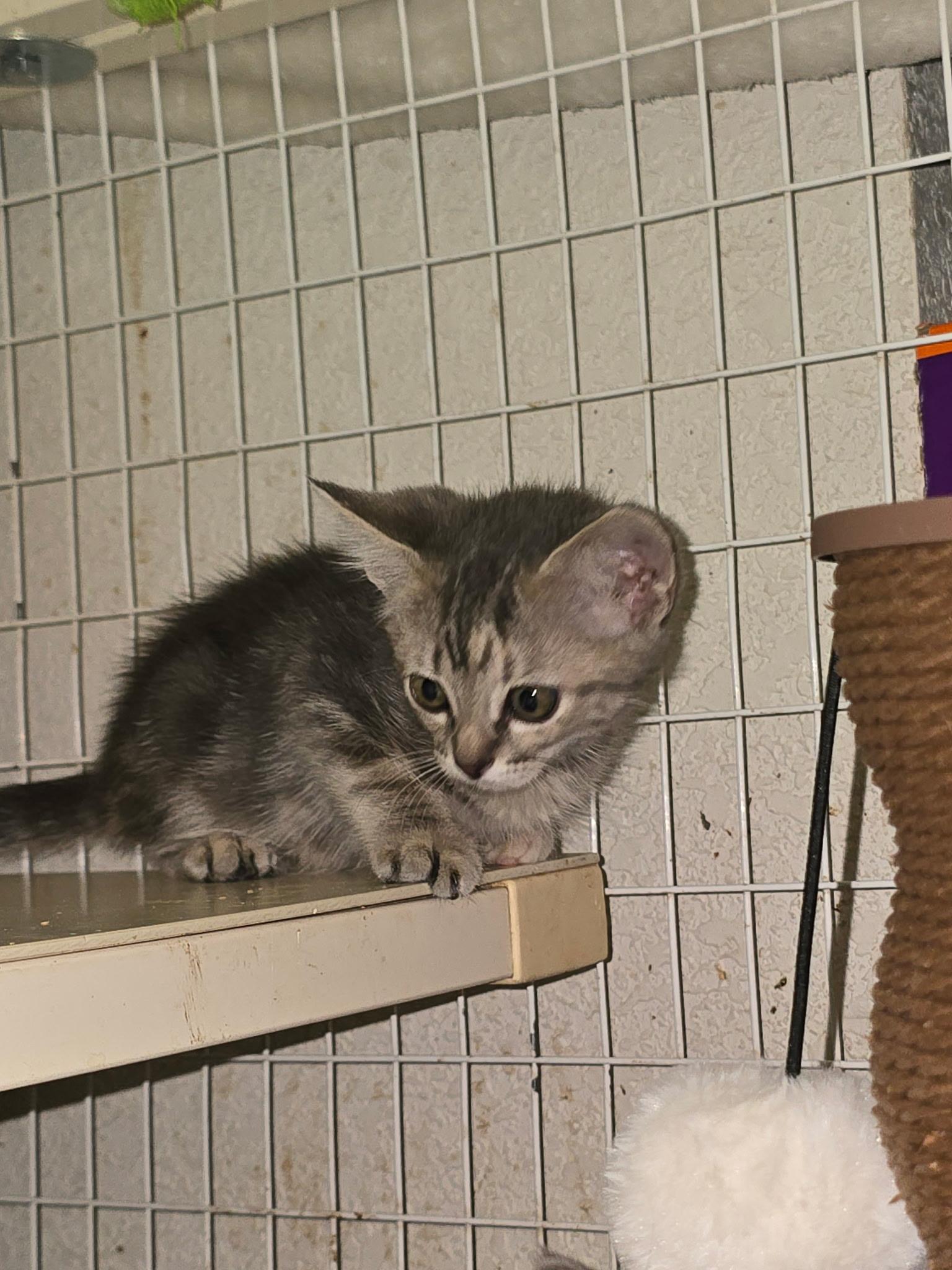 Enlarge Apple, a Adoptable Domestic Short Hair in Gardnerville, NV image 1/3