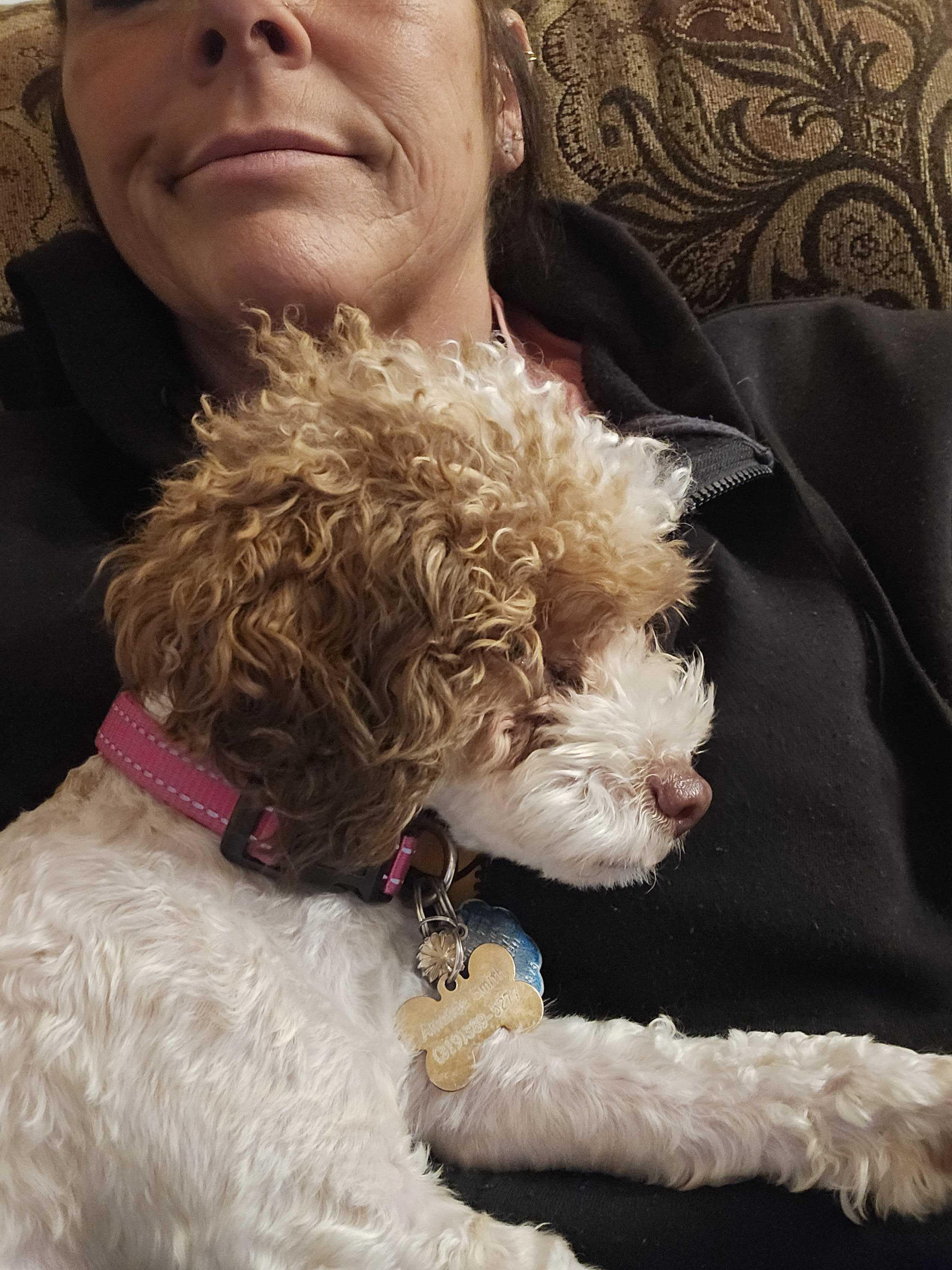 Enlarge Cow, an adopted Miniature Poodle in Cedar Rapids, IA image 3/4