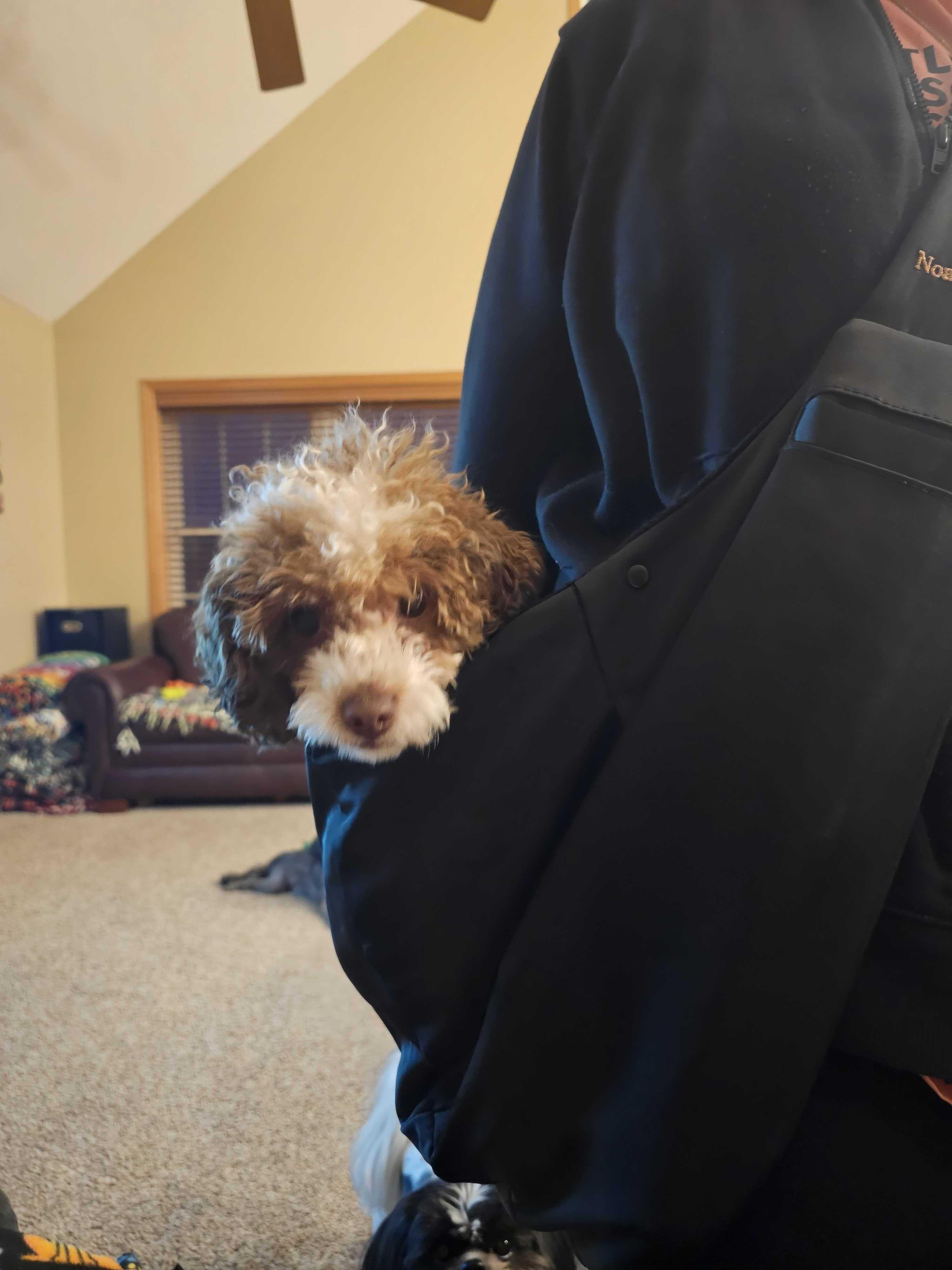 Enlarge Cow, an adopted Miniature Poodle in Cedar Rapids, IA image 2/4
