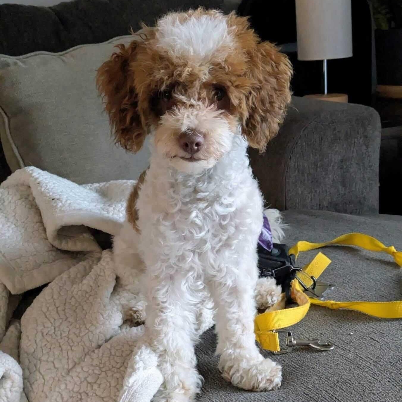 Enlarge Cow, an adopted Miniature Poodle in Cedar Rapids, IA image 1/4