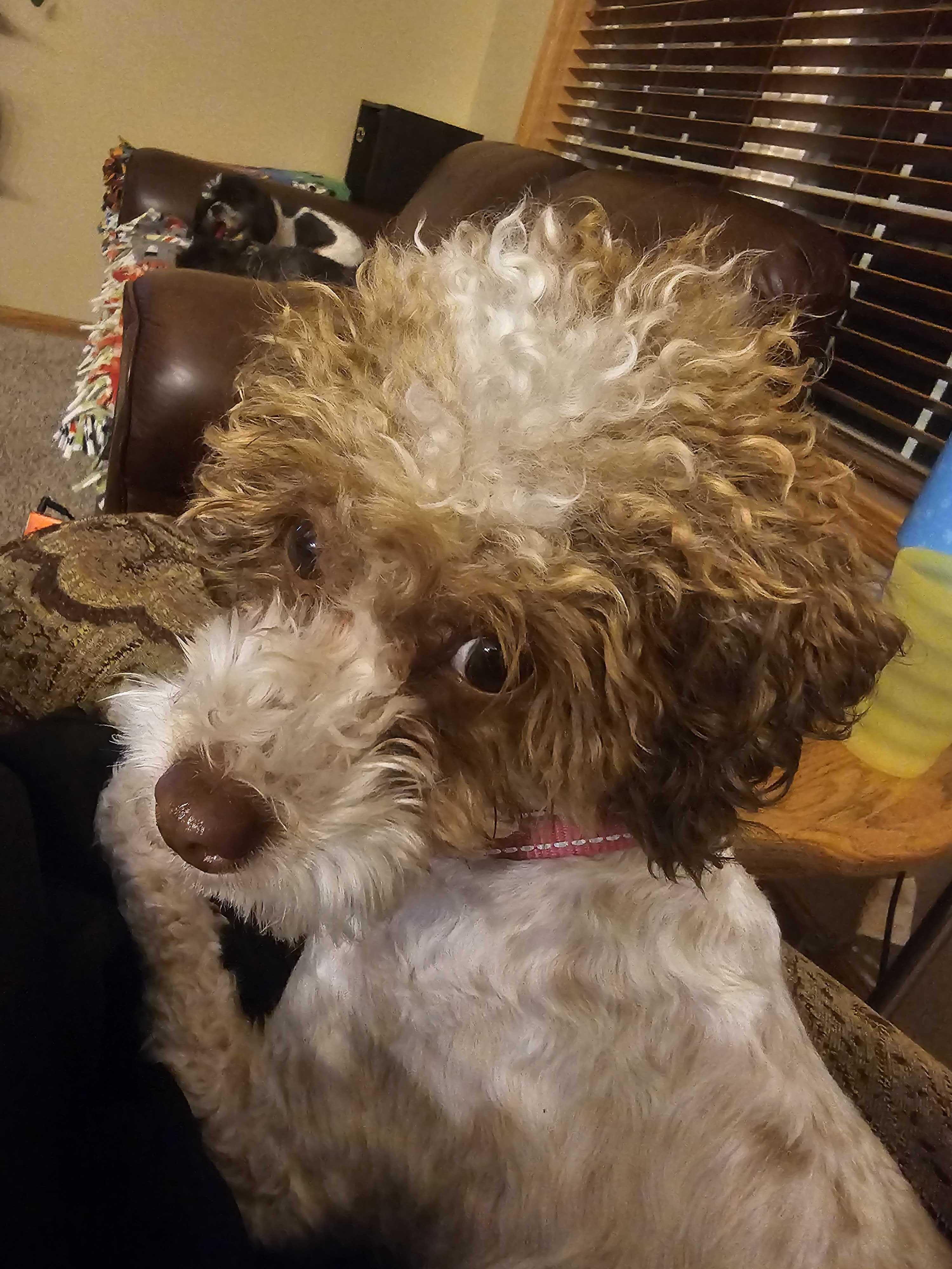 Enlarge Cow, an adopted Miniature Poodle in Cedar Rapids, IA image 4/4