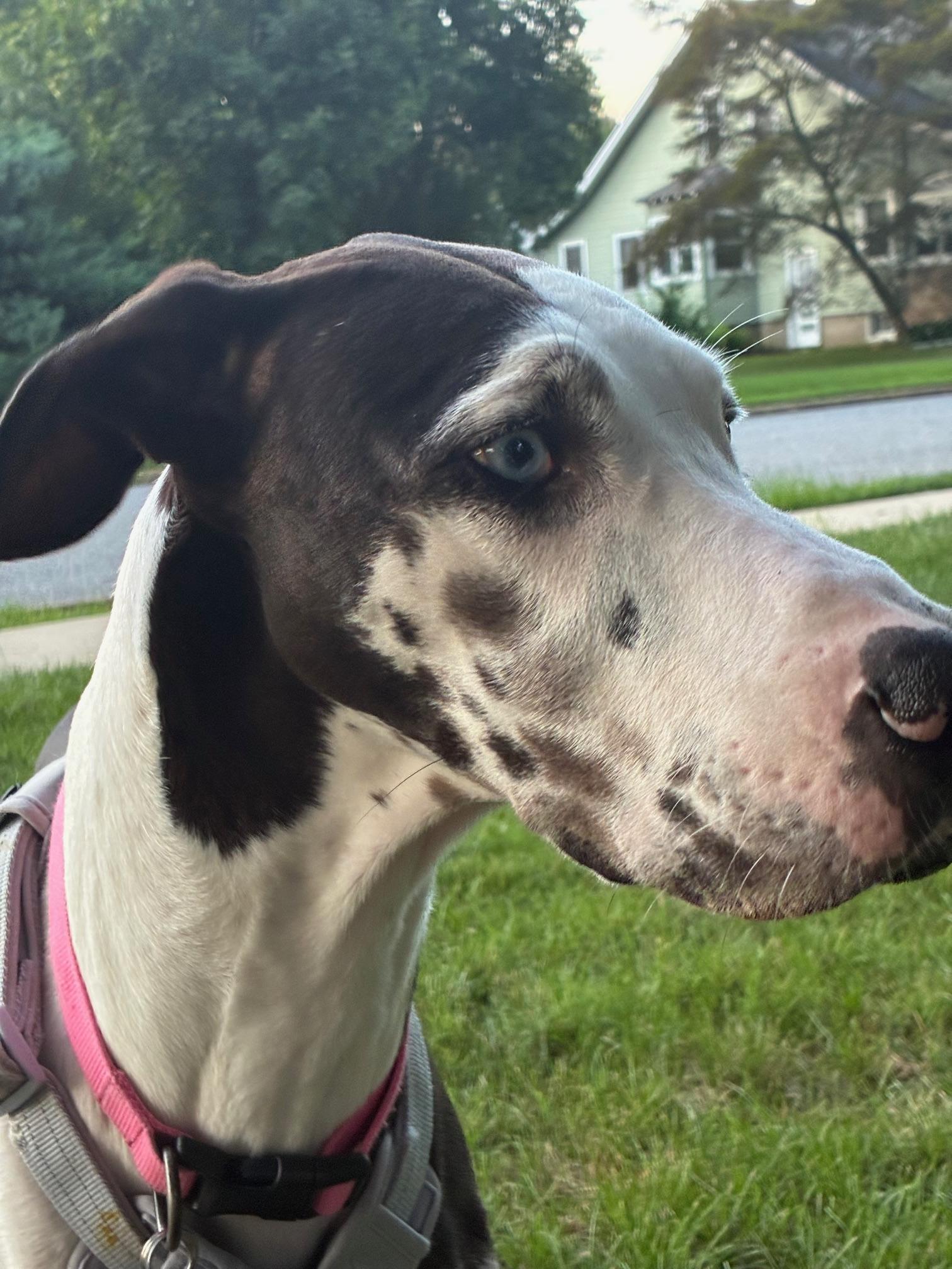 Domino