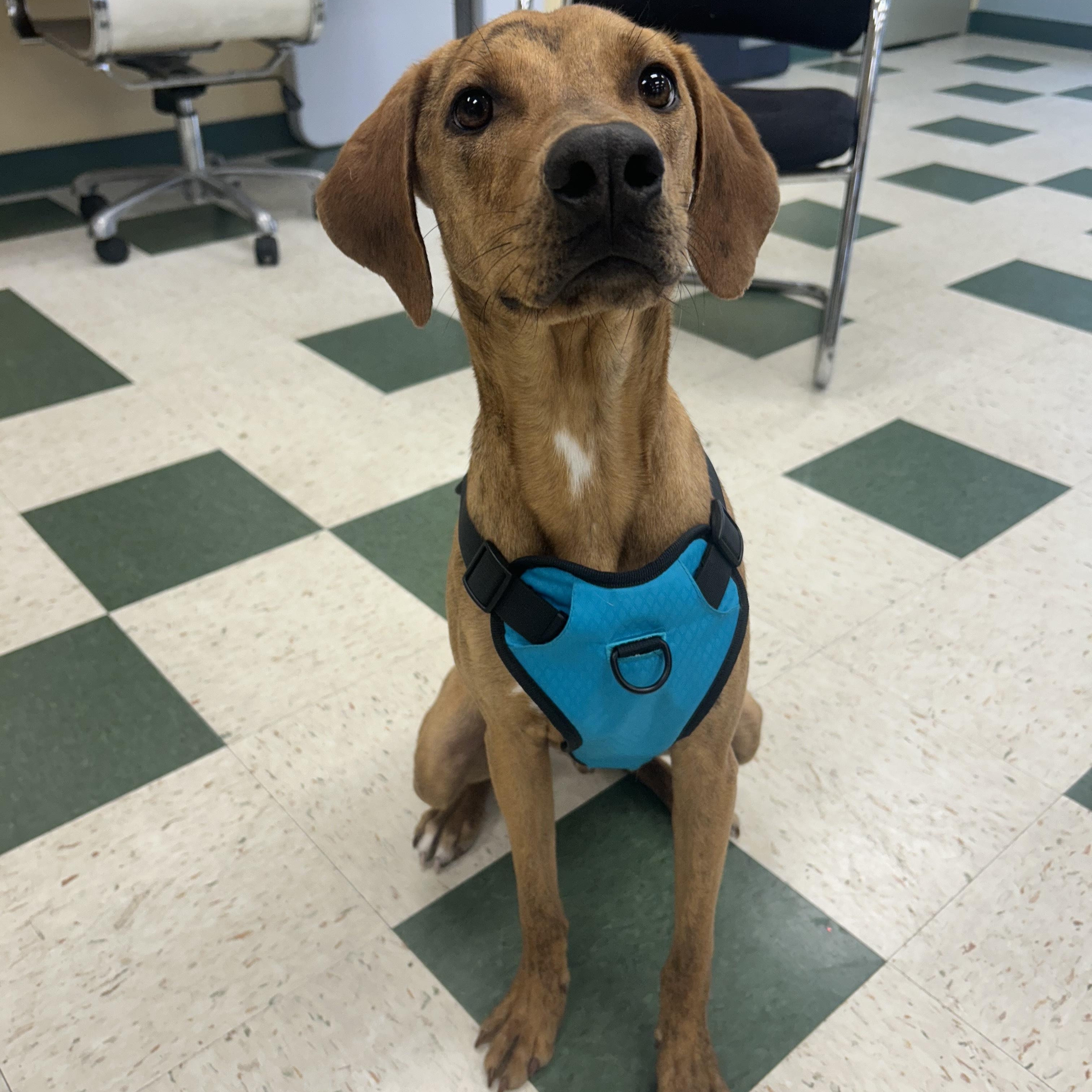 Sonny, ADOPTABLE, Young Male Mixed Breed.