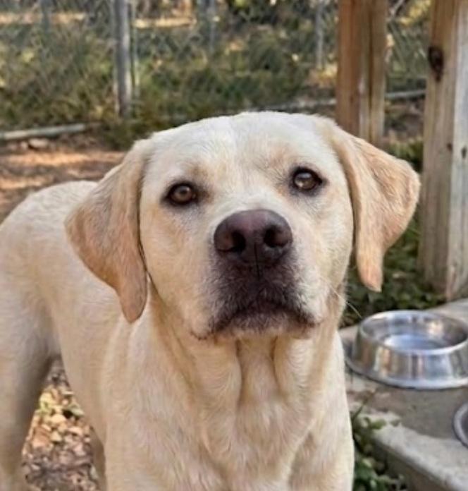 Demerston / Tengen, Adoptable, Adult Male Labrador Retriever & Boxer.