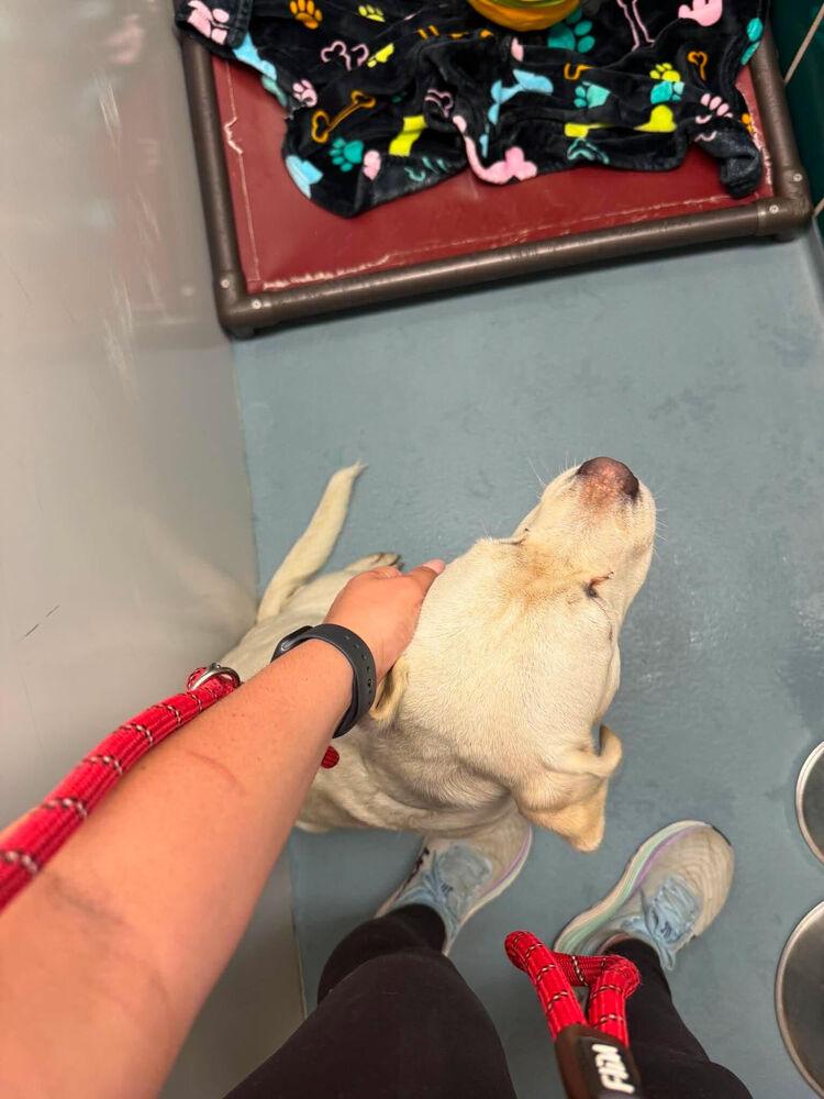 Enlarge Demerston / Tengen, a Adoptable mixed breed in Broomfield, CO image 2/4