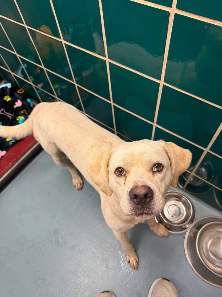Enlarge Demerston / Tengen, a Adoptable mixed breed in Broomfield, CO image 3/4