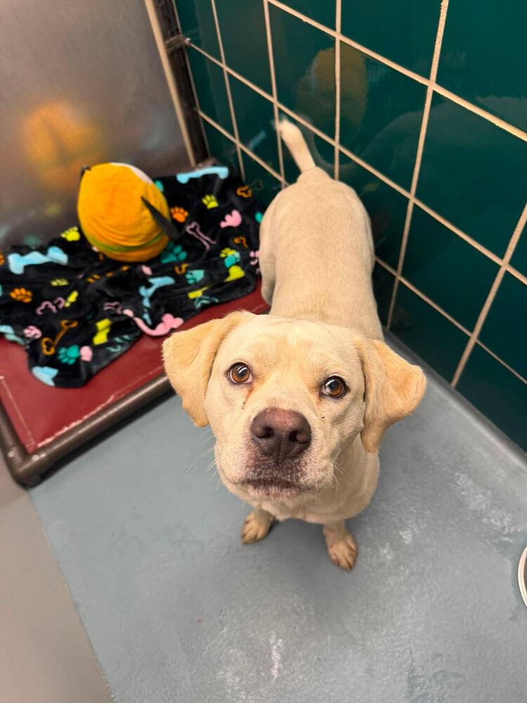 Enlarge Demerston / Tengen, a Adoptable mixed breed in Broomfield, CO image 4/4