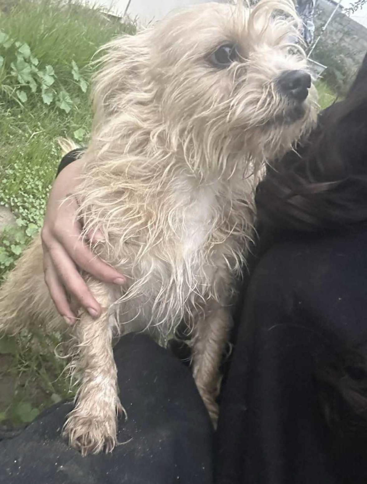 Enlarge JoJo, a ADOPTABLE Terrier in Thousand Oaks, CA image 1/1