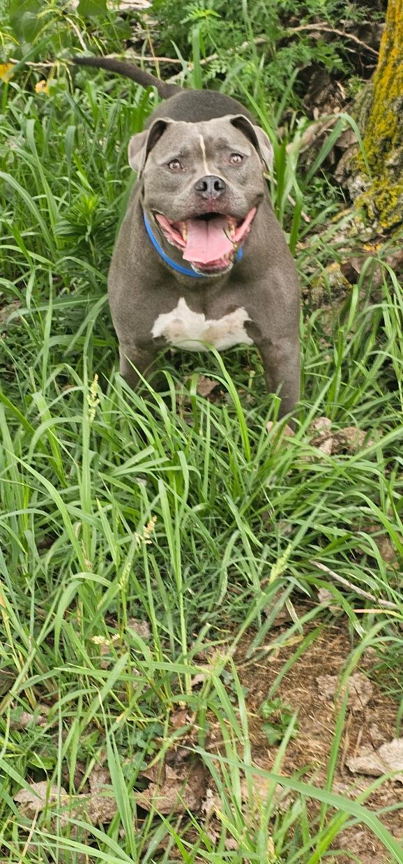 GREYSON, Adoptable, Adult Male Pit Bull Terrier.