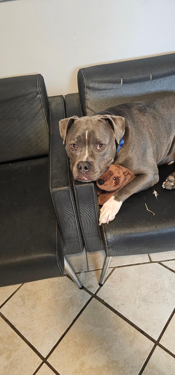 Enlarge GREYSON, a Adoptable Pit Bull Terrier in Du Quoin, IL image 2/3