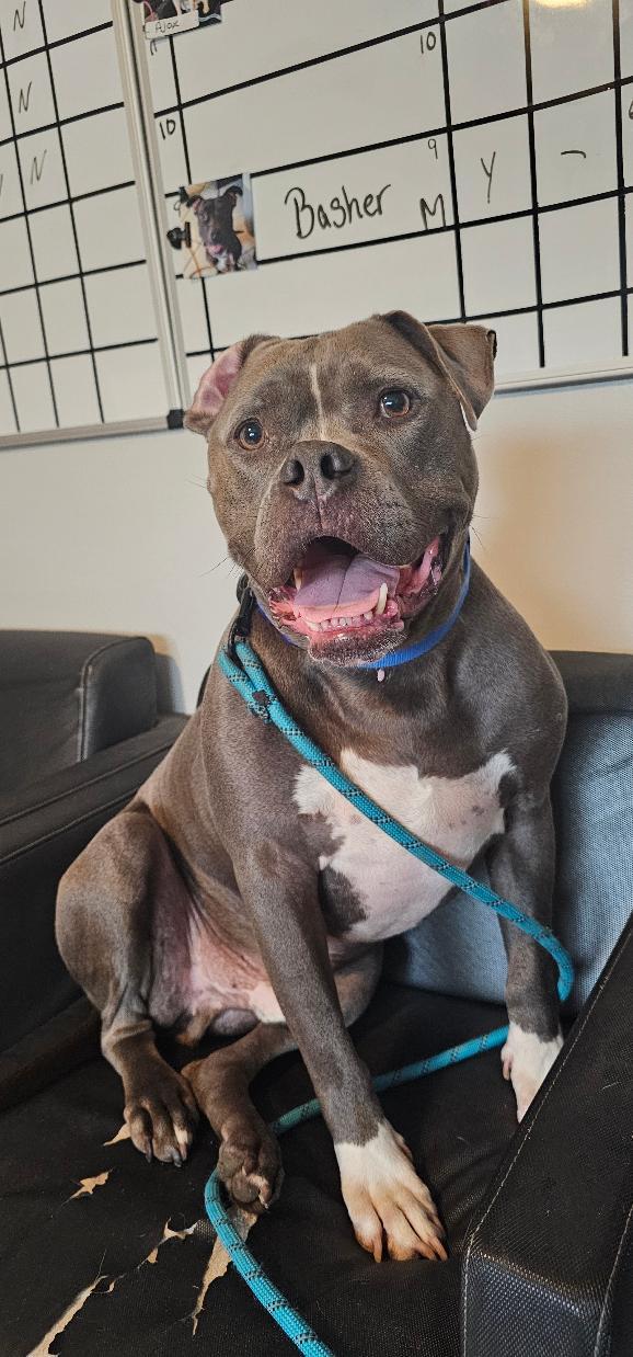 Enlarge GREYSON, a Adoptable Pit Bull Terrier in Du Quoin, IL image 3/3
