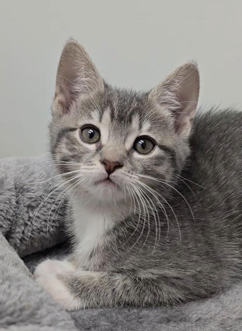 Connie, Adoptable, Kitten Female Tabby & Domestic Short Hair.