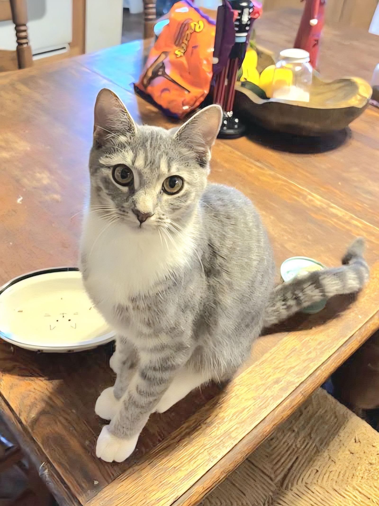 Enlarge Connie, a Adoptable mixed breed in Locust Grove, GA image 3/3