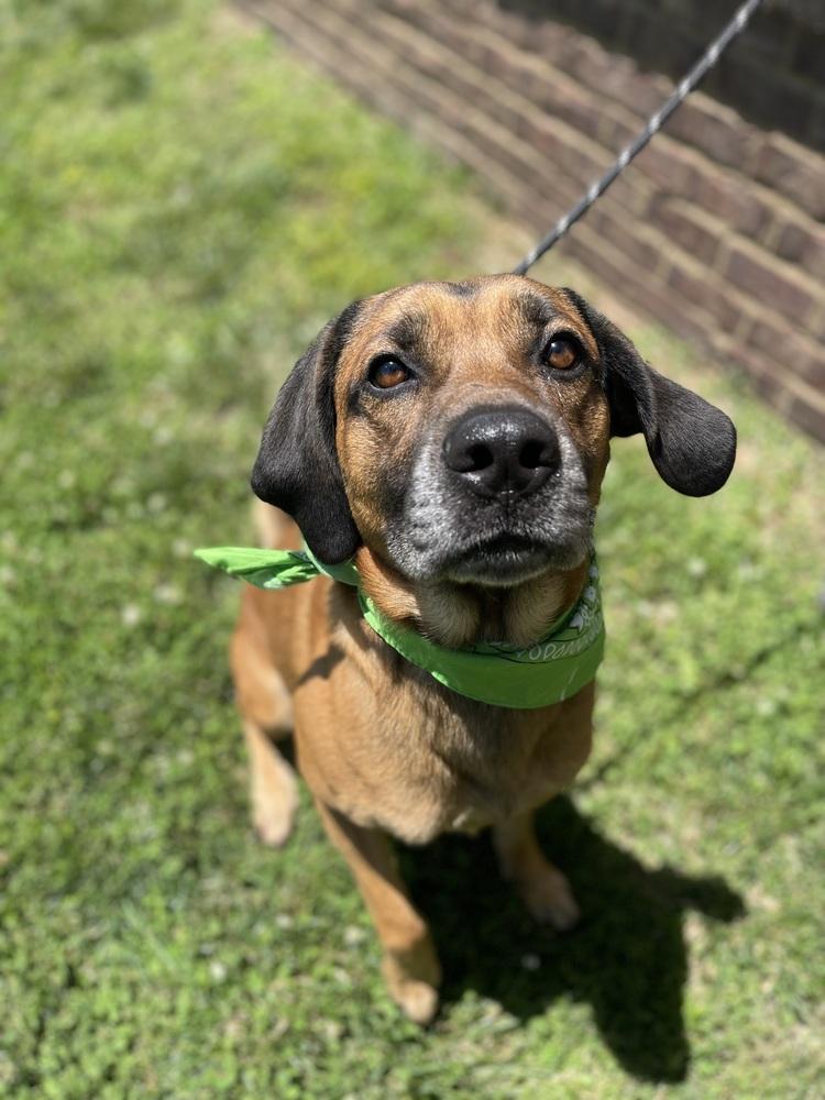 Dean, a Adoptable mixed breed in Dickson, TN image 1/3