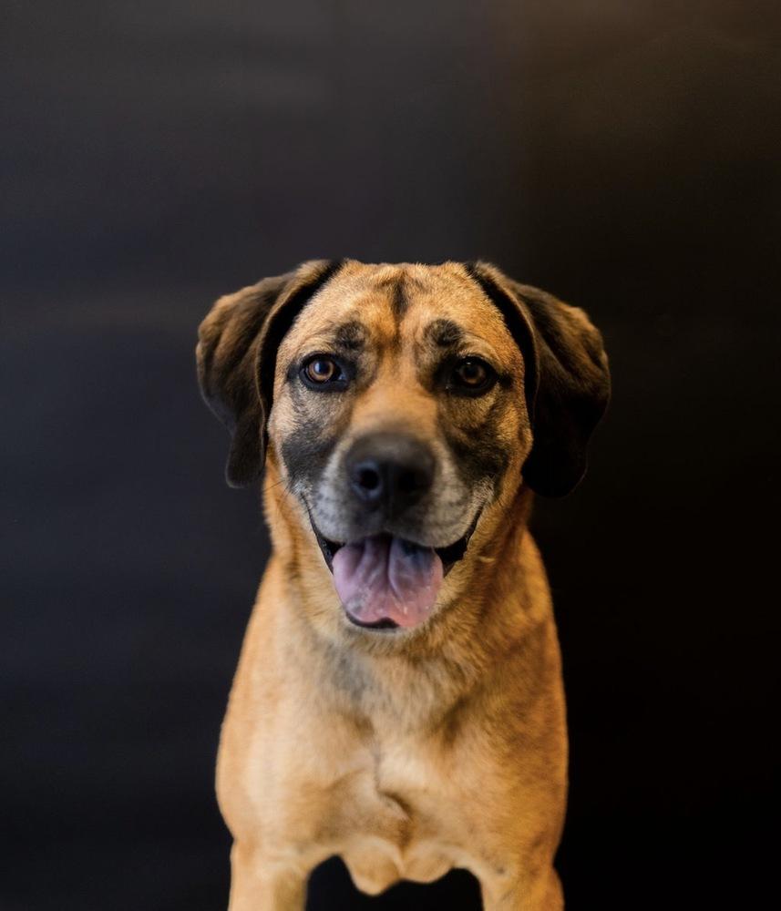 Dean, a Adoptable mixed breed in Dickson, TN image 2/4