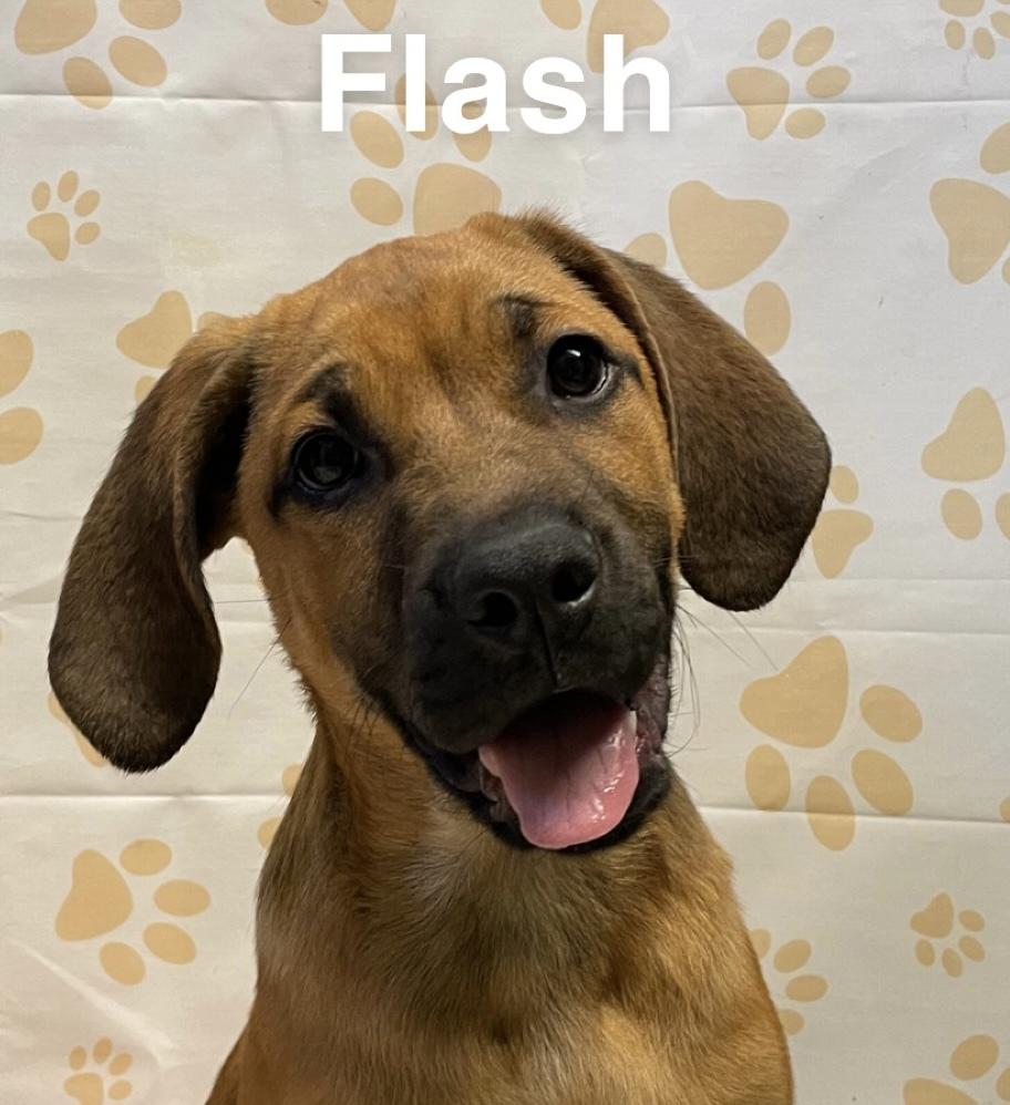 Dean, a Adoptable mixed breed in Dickson, TN image 3/3