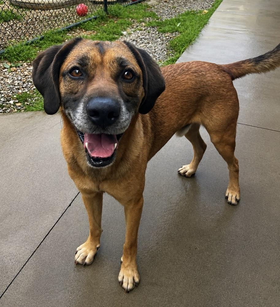 Dean, a Adoptable mixed breed in Dickson, TN image 4/4
