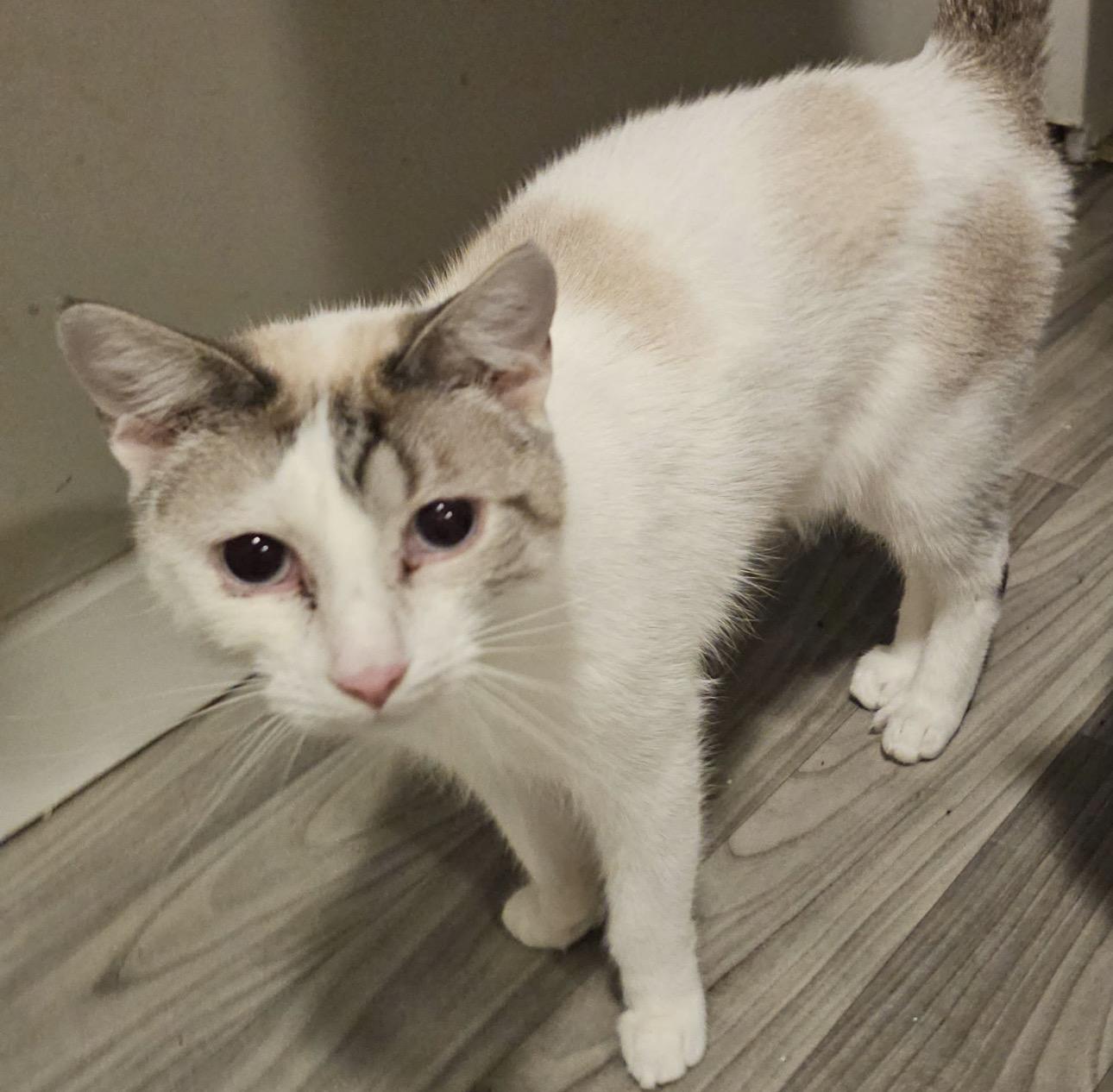 Haru, Adoptable, Adult Male Siamese.