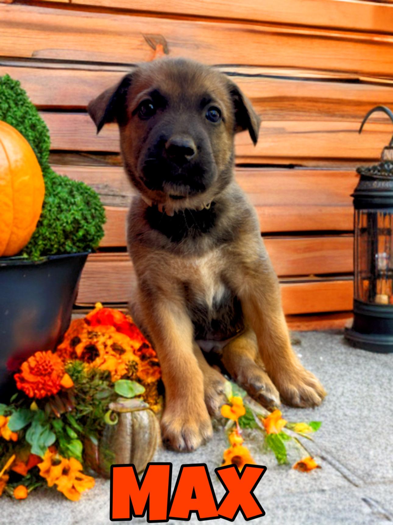 Enlarge MAX, an adopted mixed breed in Perris, CA image 1/2