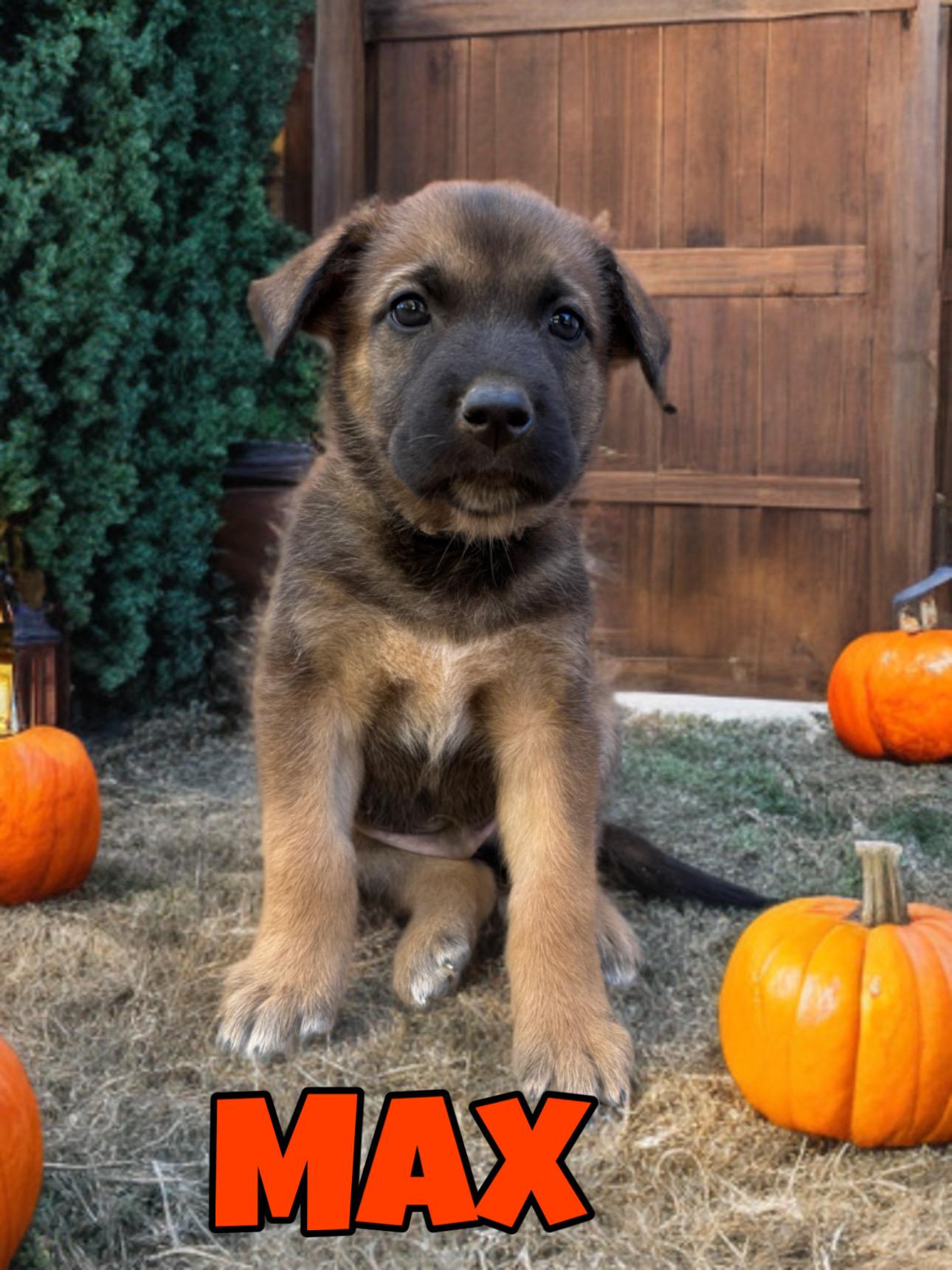 Enlarge MAX, an adopted mixed breed in Perris, CA image 2/2