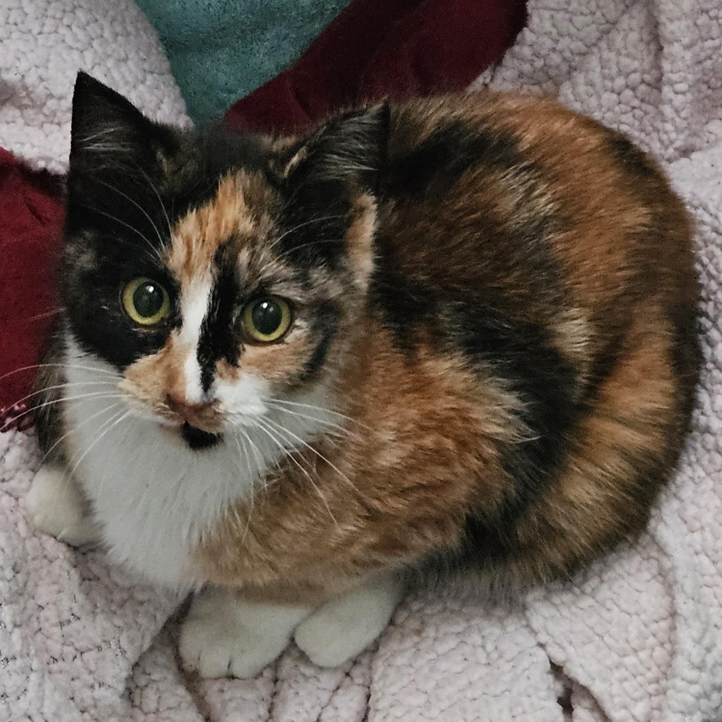 Marnie, Adoptable, Young Female Domestic Short Hair.