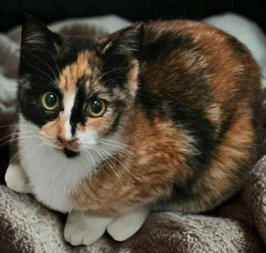 Enlarge Marnie, a Adoptable mixed breed in Buhl, ID image 1/1