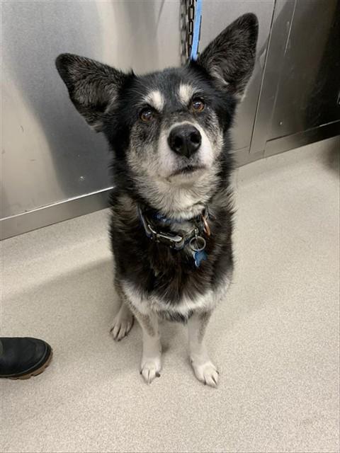 Enlarge KENAI, a Adoptable Husky in Fairbanks, AK image 1/1