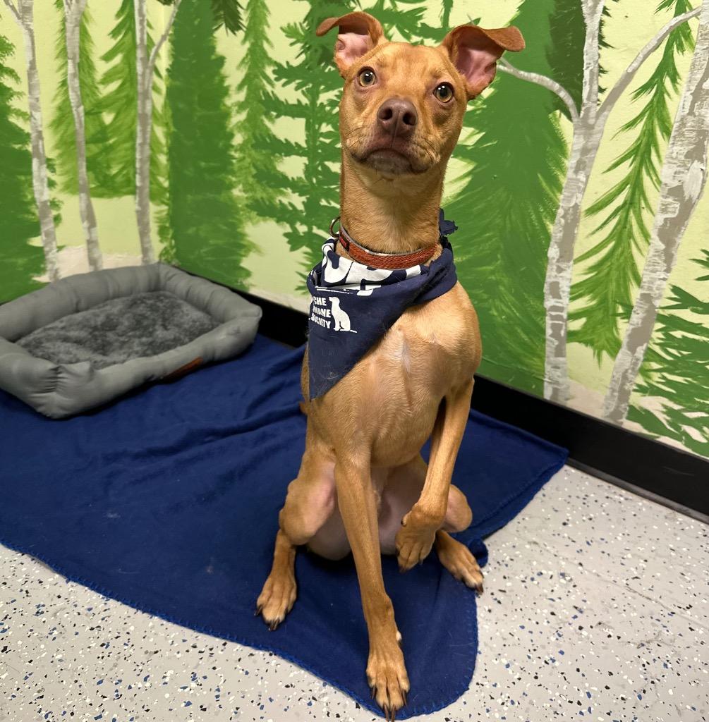 Hulk, Adoptable, Young Male Terrier & Dachshund.