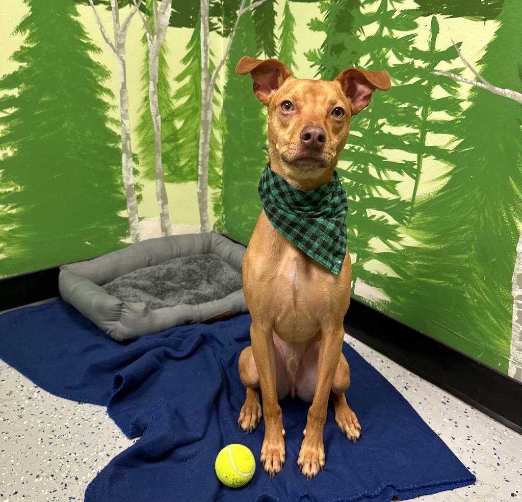 Enlarge Hulk, a Adoptable mixed breed in Logan, UT image 2/3