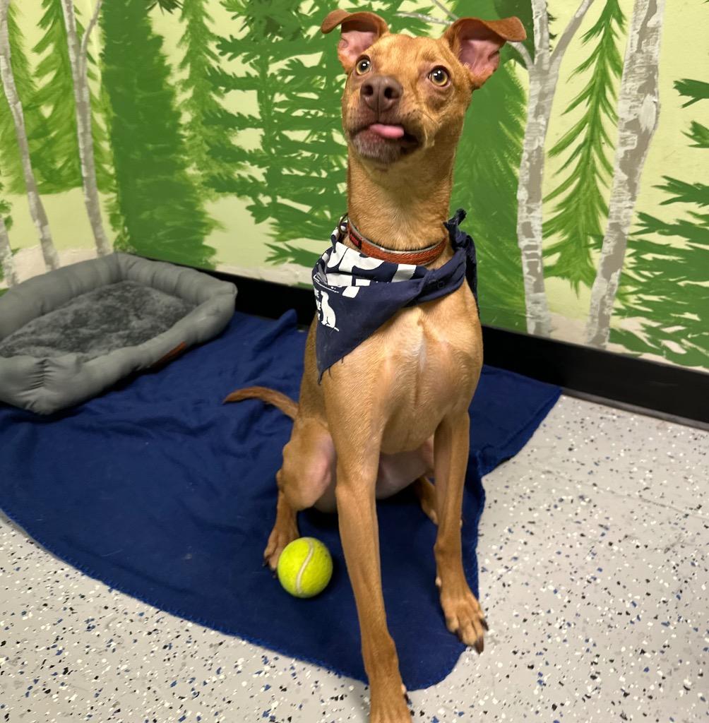 Enlarge Hulk, a Adoptable mixed breed in Logan, UT image 3/3