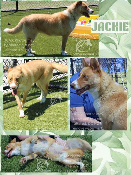 Jackie, Adoptable, Adult Female Mixed Breed & Mixed Breed.