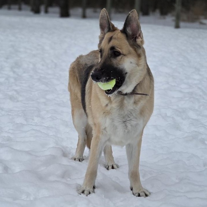 Enlarge Ginger Bread, an adopted mixed breed in Park Rapids, MN image 3/3