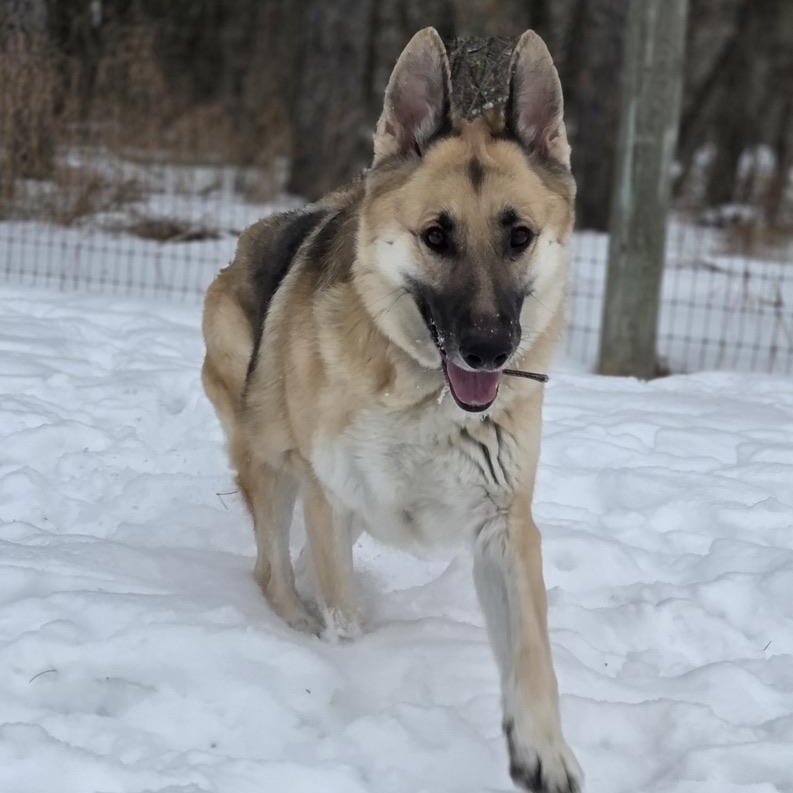 Enlarge Ginger Bread, an adopted mixed breed in Park Rapids, MN image 2/3