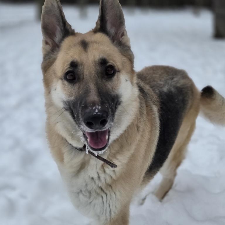 Ginger Bread, adopted, Adult Female German Shepherd Dog.