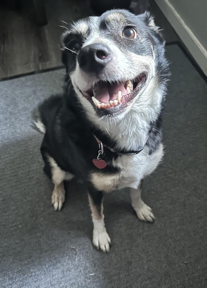 Enlarge Izzy #408, a Adoptable mixed breed in Allen, TX image 3/4