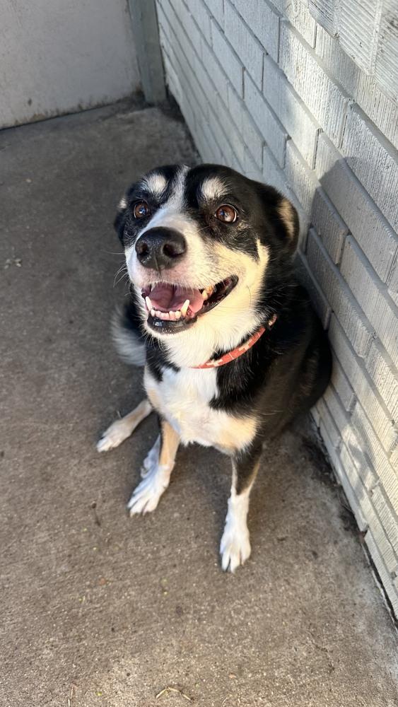 Enlarge Izzy #408, a Adoptable mixed breed in Allen, TX image 2/4