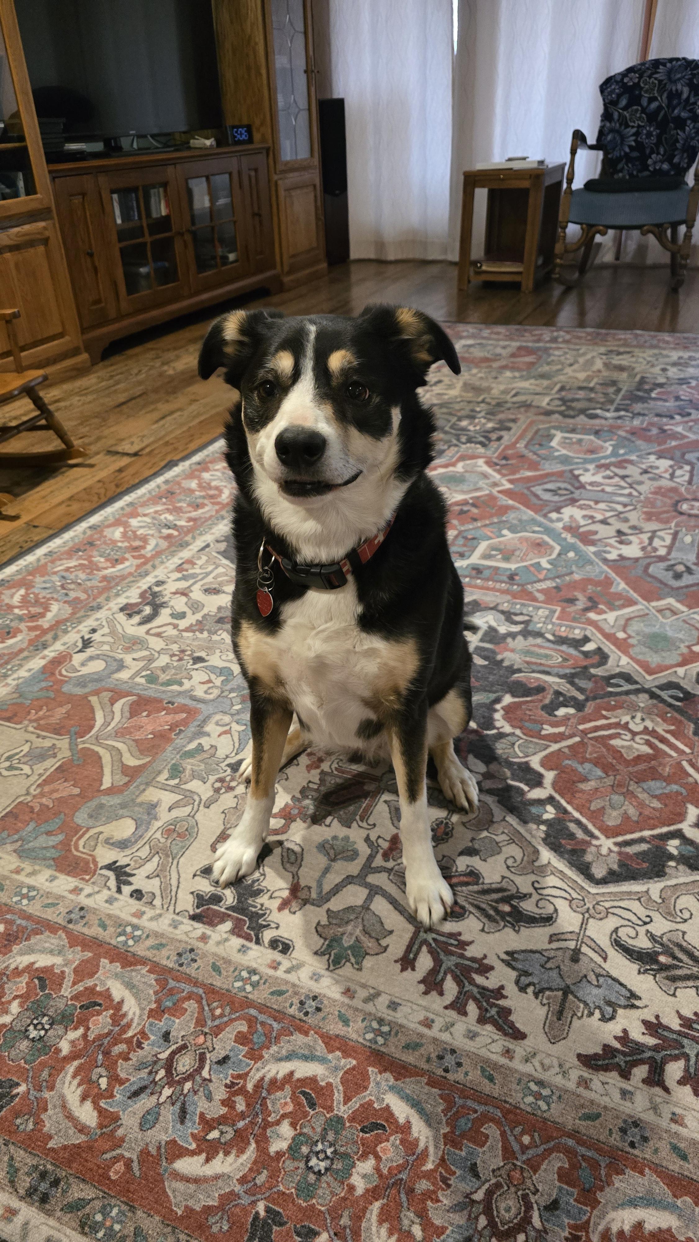 Enlarge Izzy #408, a Adoptable mixed breed in Allen, TX image 4/4