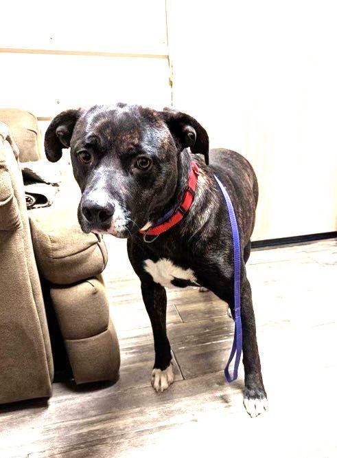 Hailey Rave Reviews from her Trainer! Ask for Videos! Teddy Bear of a Girl Affectionate and Sweet