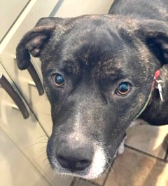 Hailey Rave Reviews from her Trainer! Ask for Videos! Teddy Bear of a Girl Affectionate and Sweet photo 3