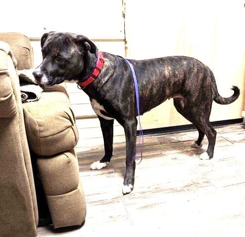Hailey Rave Reviews from her Trainer! Ask for Videos! Teddy Bear of a Girl Affectionate and Sweet photo 4